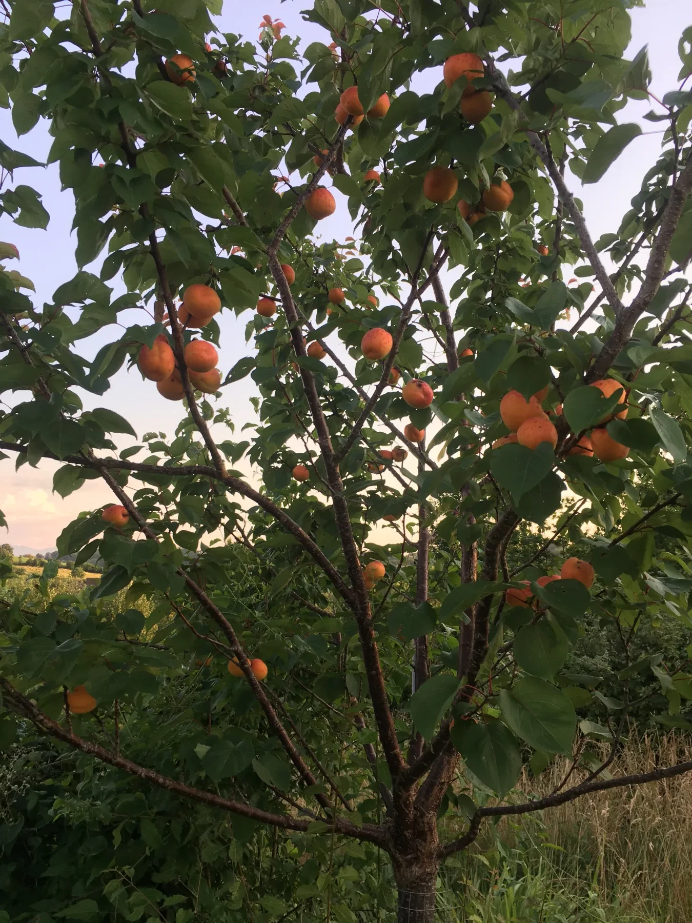 Jardin et fruitiers